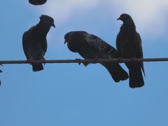 Columba livia