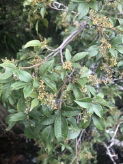 Searsia pyroides gracilis