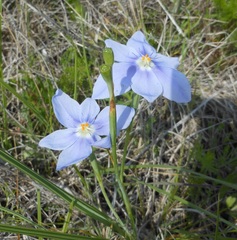 Nemastylis geminiflora