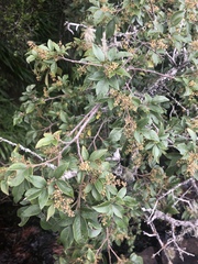 Searsia pyroides gracilis