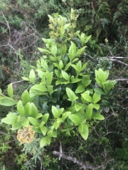Robsonodendron eucleiforme