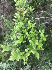 Robsonodendron eucleiforme