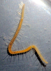 Syllidae