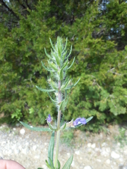 Salvia texana