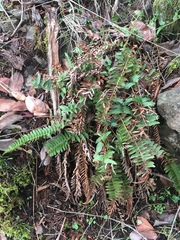 Polystichum imbricans imbricans