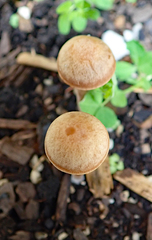 Panaeolus cinctulus image