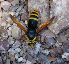 Rhynchium superbum
