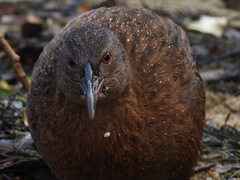 Gallirallus australis scotti