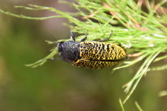 Stigmodera macularia