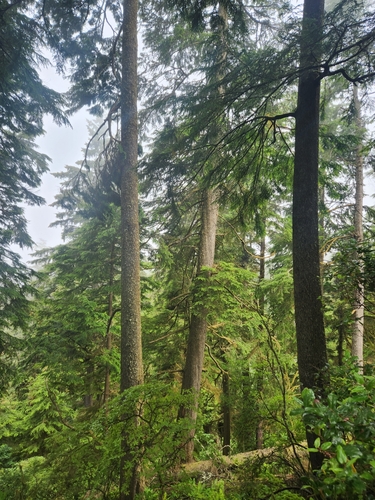 Western hemlock (Tsuga heterophylla)