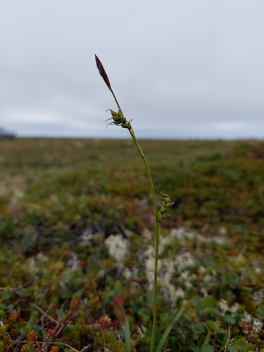 Carex vaginata iNat (1)