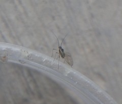 Aphididae
