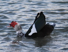 Cairina moschata domestica