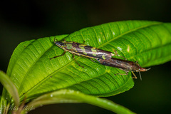 Raphirhinus phosphoreus