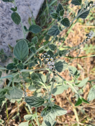 Image of Heliotropium hirsutissimum by no rights reserved