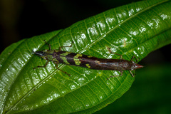 Raphirhinus phosphoreus