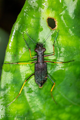 Odontocheila cayennensis