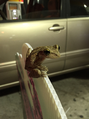 Osteopilus septentrionalis