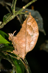 Typophyllum bolivari