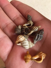 Urosalpinx cinerea image