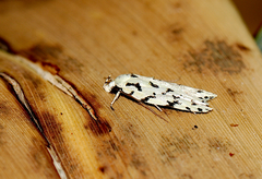 Izatha peroneanella