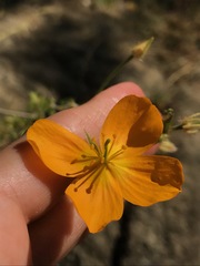 Kallstroemia peninsularis