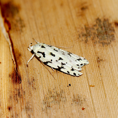 Izatha peroneanella