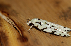Izatha peroneanella