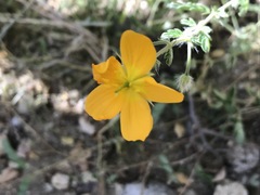 Kallstroemia peninsularis