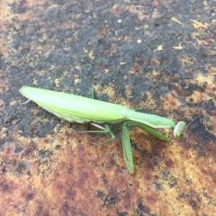 Mantis religiosa