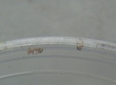 Thaumastocoridae