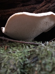 Hydnum olympicum
