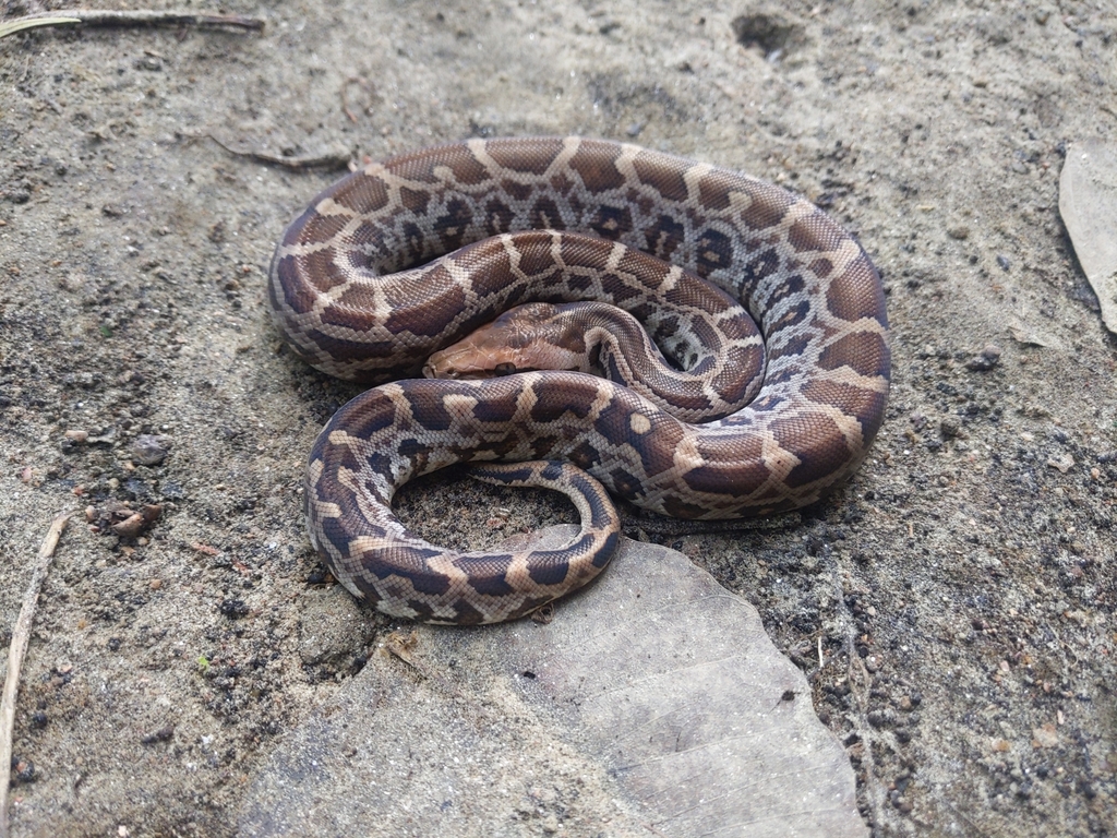 Indian Python in July 2023 by Jonathan Hakim · iNaturalist