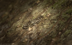 Metrioglypha phyllodes