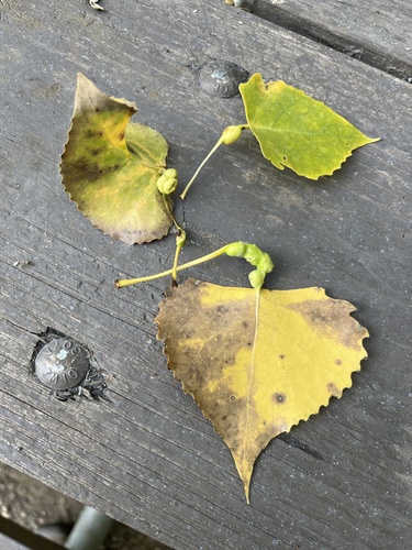Poplar Petiole Gall Aphid