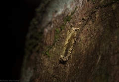 Metrioglypha phyllodes