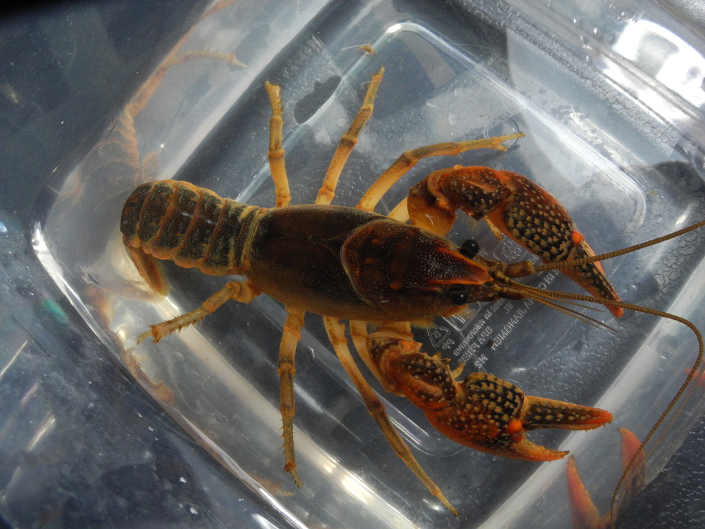 Thornytail Crayfish
