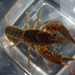 Thornytail Crayfish - Photo (c) Alan Jeon, some rights reserved (CC BY-NC), uploaded by Alan Jeon