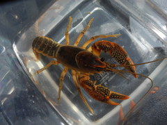 Lacunicambarus acanthura