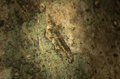 Metrioglypha phyllodes