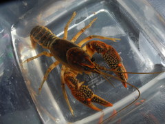 Lacunicambarus acanthura