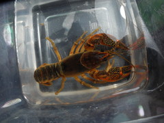 Lacunicambarus acanthura