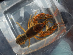 Lacunicambarus acanthura