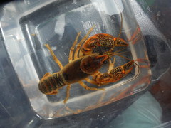 Lacunicambarus acanthura