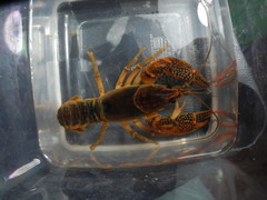 Lacunicambarus acanthura