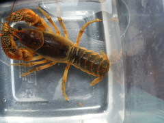 Lacunicambarus acanthura