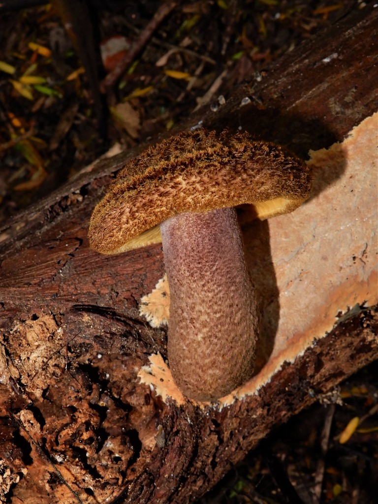 Tricholomopsis scabra