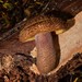 Tricholomopsis scabra - Photo (c) Grey Smith, some rights reserved (CC BY-NC), uploaded by Grey Smith