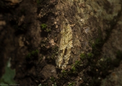 Metrioglypha phyllodes