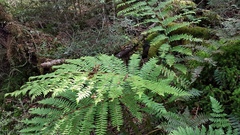 Cyathea colensoi